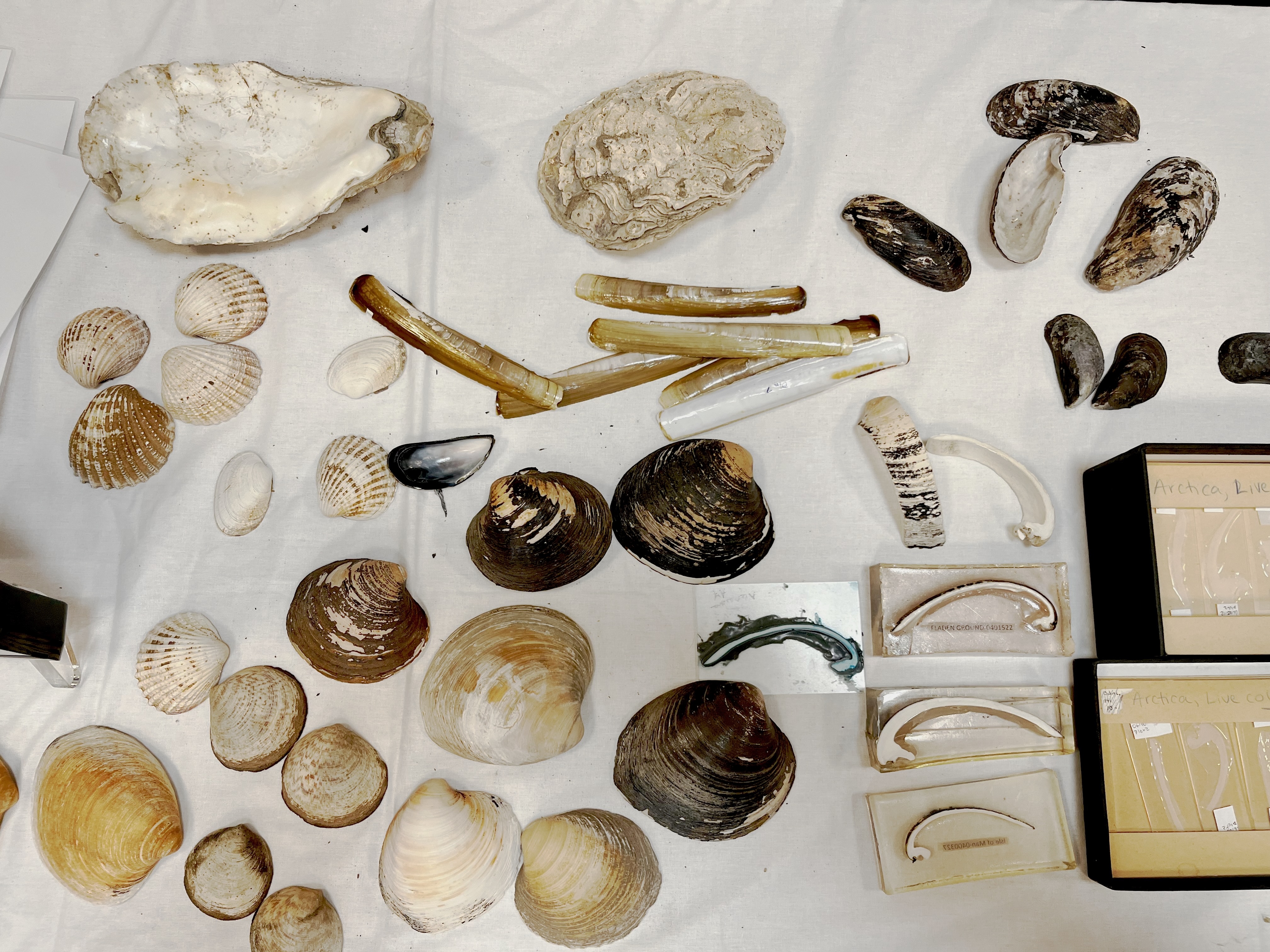 shells